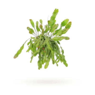 Lepismium bolivianum houlletianum