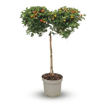 Lantana camara op stam 100 cm - oranje bloei