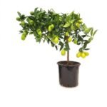 Limoen op stam 70 cm - pot 21 cm