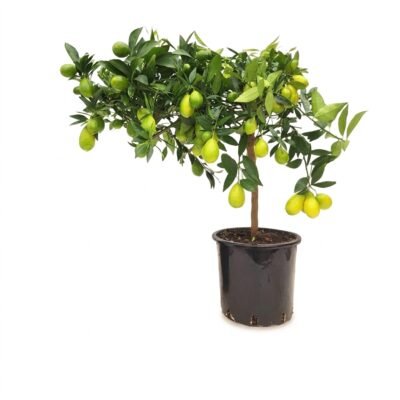 Limoen op stam 70 cm - pot 21 cm