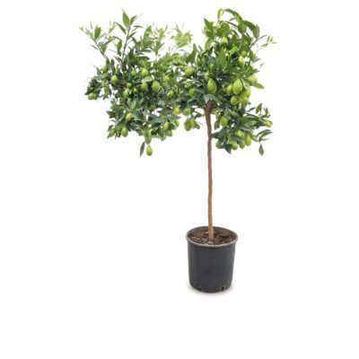 Limequat op stam 130 cm - potmaat 26