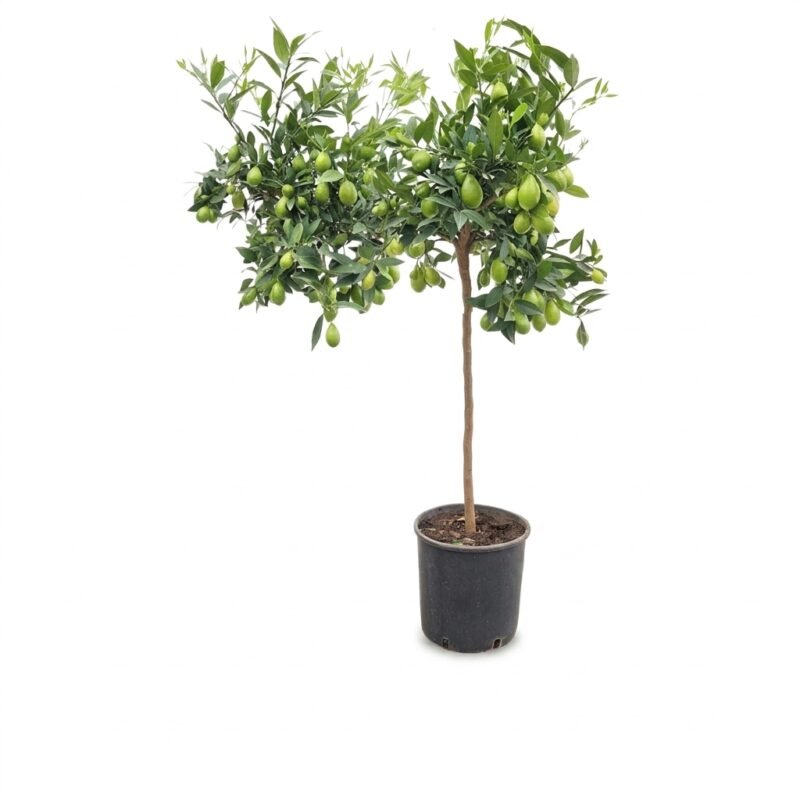 Limequat op stam van circa 130 cm in potmaat 26, compacte kroon met glanzende groene bladeren