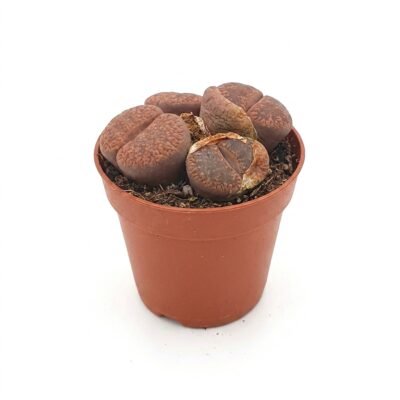 Lithops 5 cm - levende steentjes, potmaat 6