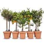 Mediterrane buitenplant in terracotta pot