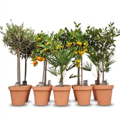 Mediterrane buitenplant in terracotta pot