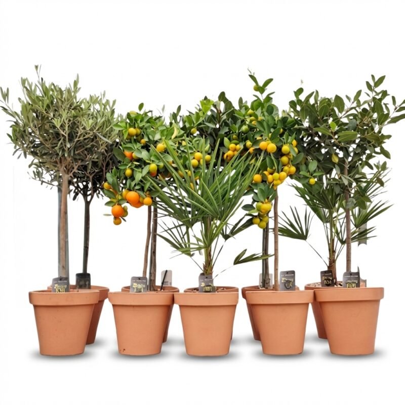 Mediterrane buitenplant in terracotta pot