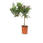 Nerium oleander op stam fuchsia