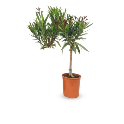Nerium oleander op stam fuchsia