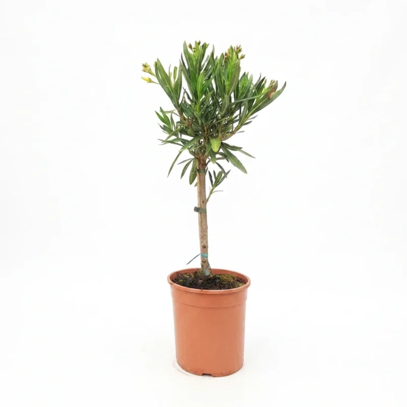 Oleander geel op stam 70 cm - potmaat 19