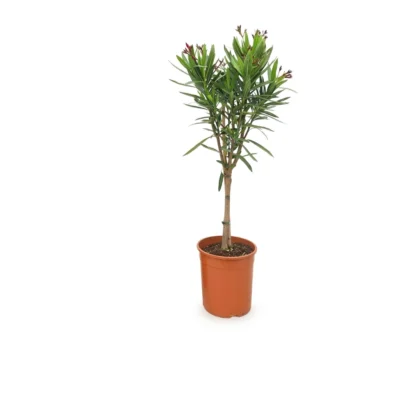 Oleander op stam rood 80 cm - pot 19