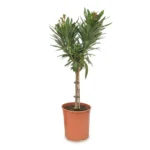 Nerium oleander op stam wit 80 cm - pot 19