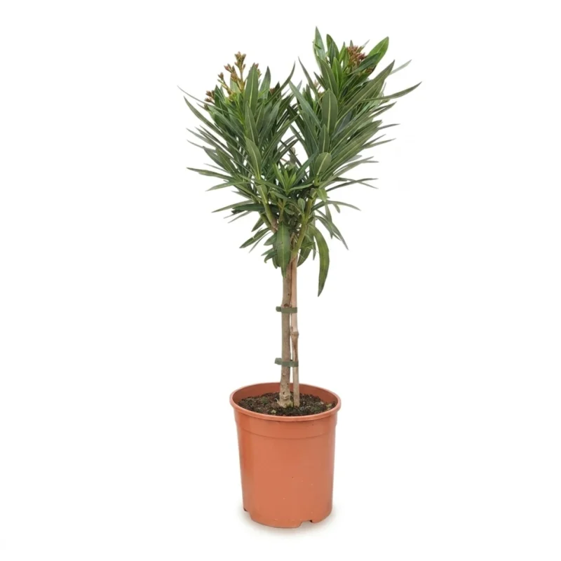 Nerium oleander op stam wit 80 cm - pot 19