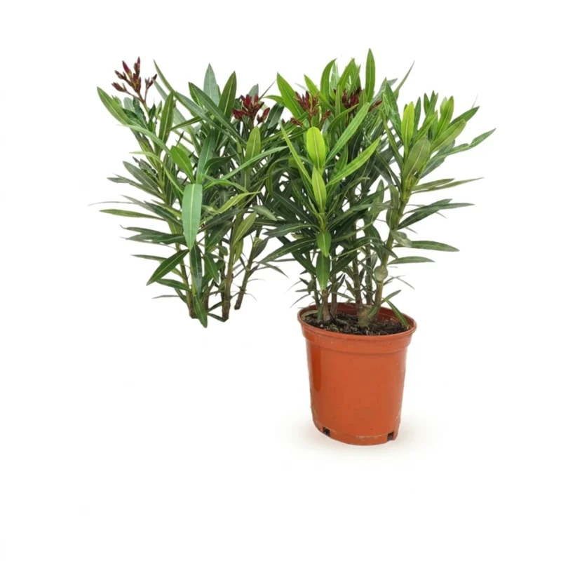 Nerium oleander rood 40 cm - compacte struik