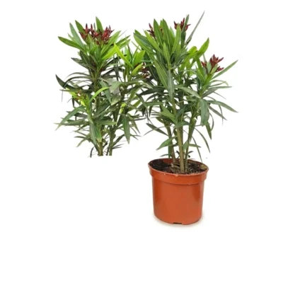 Nerium oleander rood 50 cm - struik potmaat 17