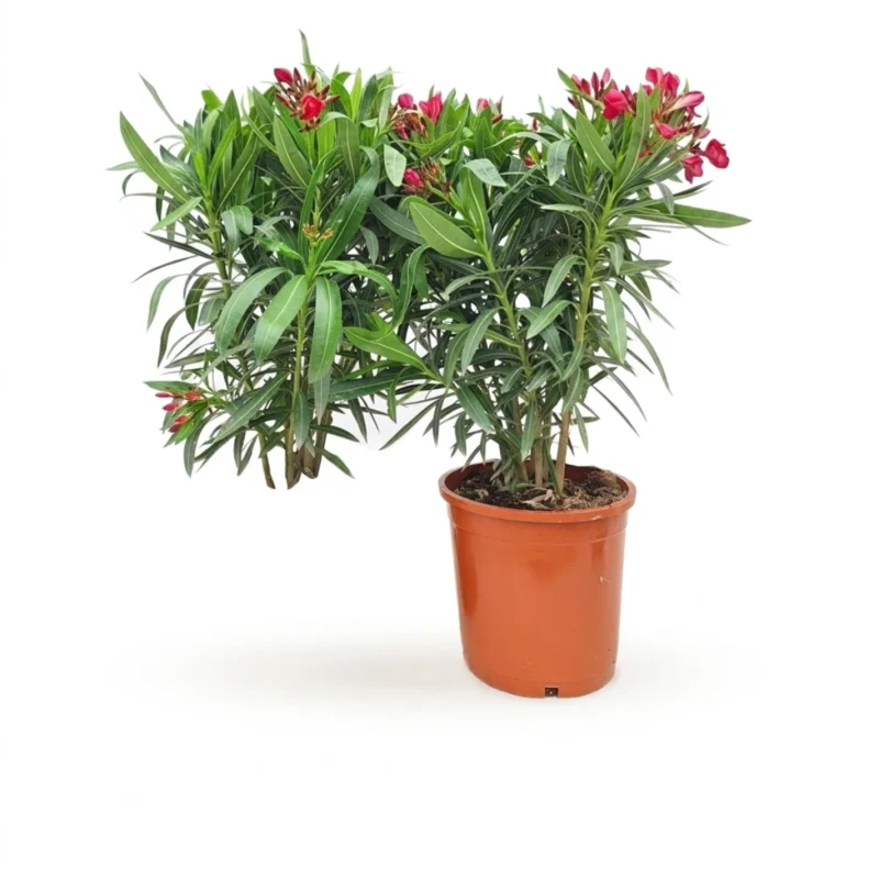 Nerium oleander struik rood