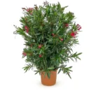 Nerium oleander struik rood 140 cm - kuipplant