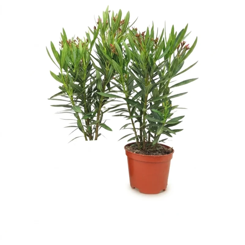 Nerium oleander roze 50 cm - compacte struik