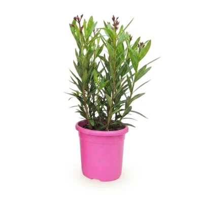 Nerium oleander struik roze 50 cm - potmaat 20