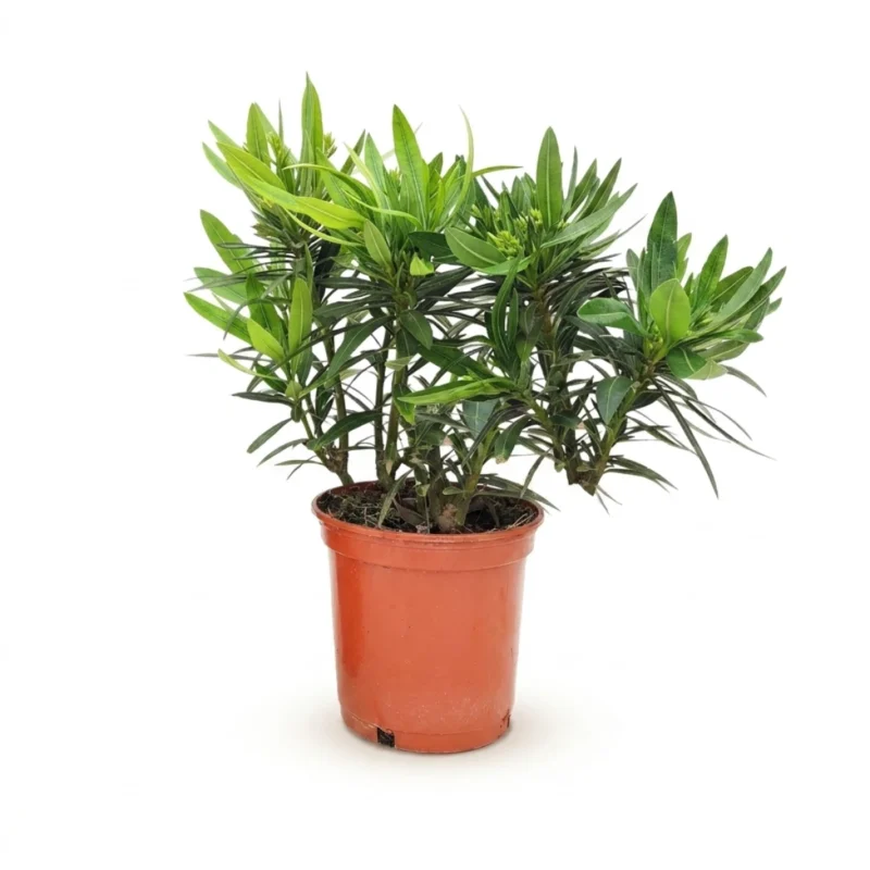 Nerium oleander wit 40 cm - compacte struik