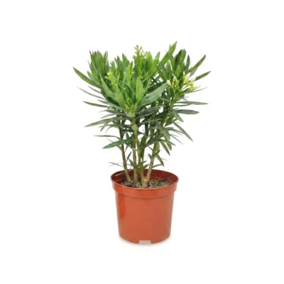 Nerium oleander struik wit