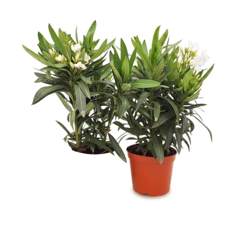Nerium oleander struik wit