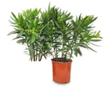 Nerium oleander struik wit