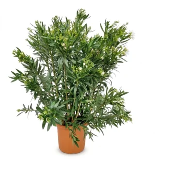 Nerium oleander struik wit 120 cm - pot 35