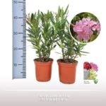 Nerium oleander roze 40 cm - compacte struik