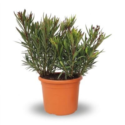 Nerium oleander struik licht rood