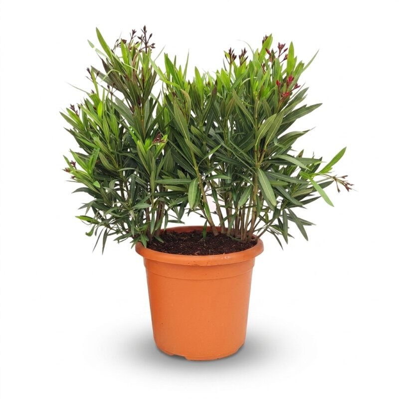 Nerium oleander struik rood 80 cm - potmaat 24