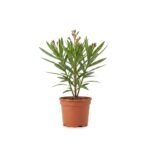 Nerium oleander struik roze 70 cm - pot 21