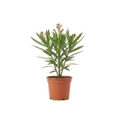 Nerium oleander struik roze 70 cm - pot 21