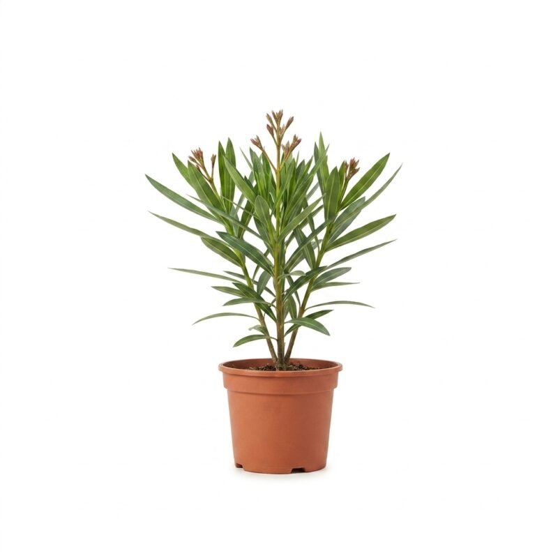 Nerium oleander struik roze 70 cm - pot 21
