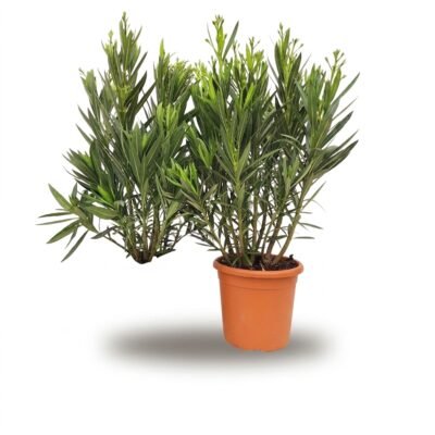 Nerium oleander struik wit