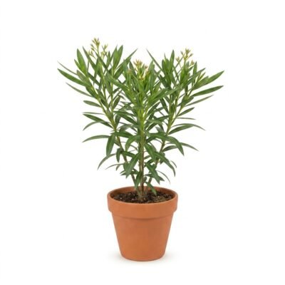 Oleander Vanilla wit 80 cm - potmaat 25