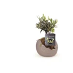 Olea struik arrangement