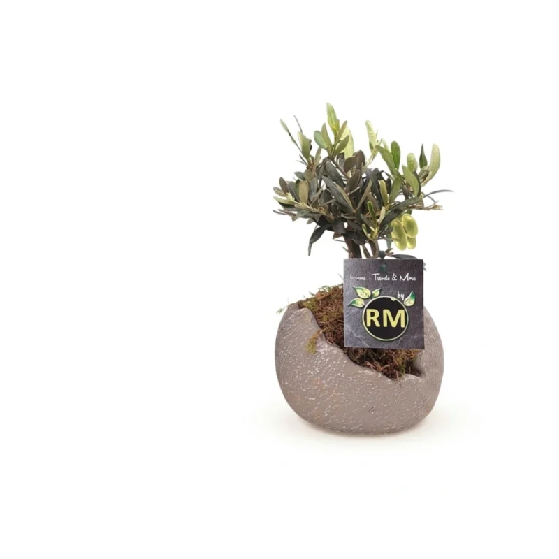 Olea struik arrangement
