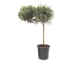 Olea op stam 110 cm - pot 26 cm