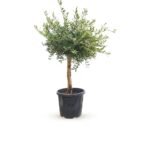 Olijfboom op stam 140 cm - potmaat 40