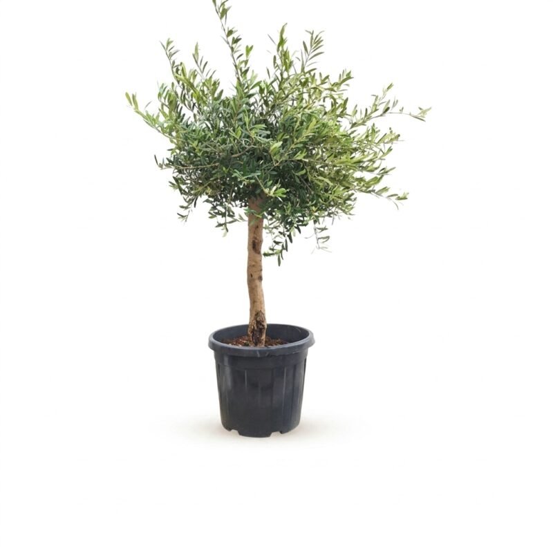 Olijfboom op stam van circa 140 cm in potmaat 40 met dichte grijs-groene kroon, gefotografeerd buiten
