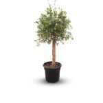 Olea *008B* op stam 20-30