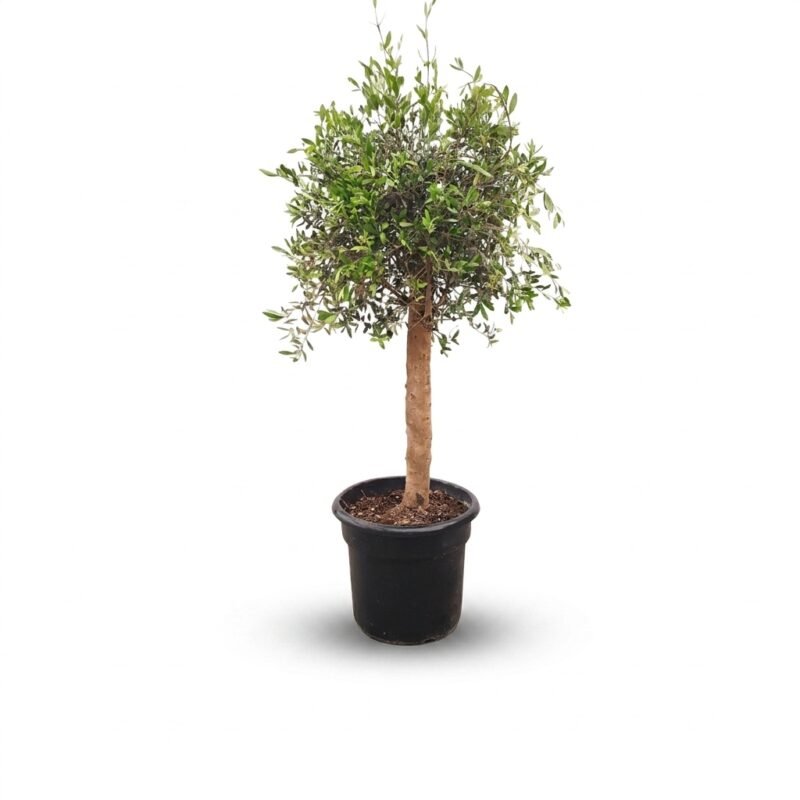 Olea *008B* op stam 20-30