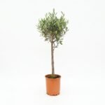 Olijfboom 110 cm - Olea europaea, pot 21 cm