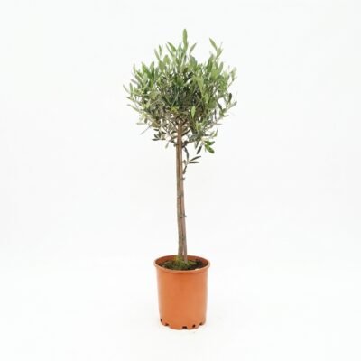 Olijfboom 110 cm - Olea europaea, pot 21 cm