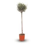 Olea op stam 150 cm - mediterrane boom voor zon