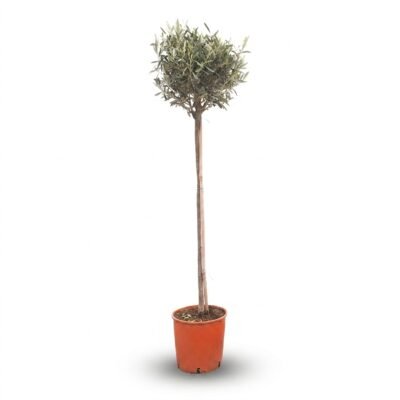 Olea op stam 150 cm - mediterrane boom voor zon