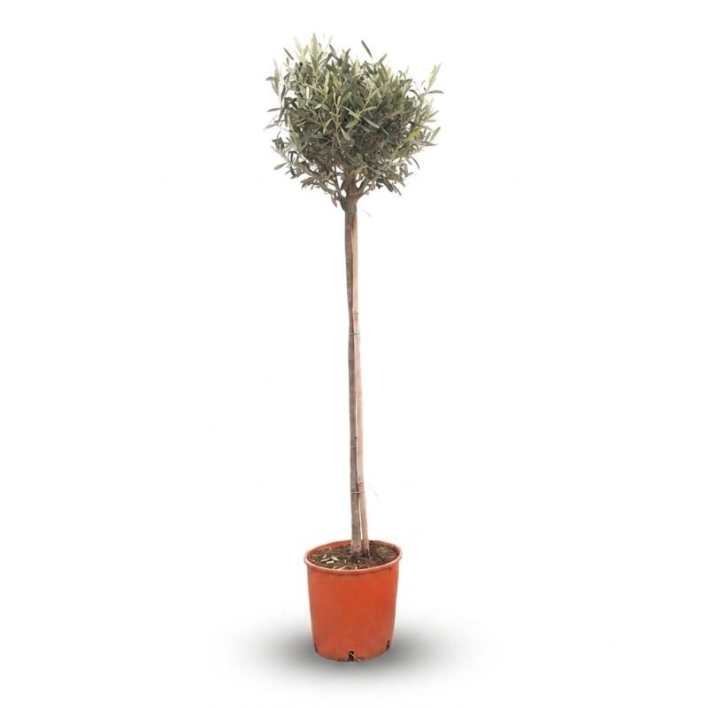 Olea op stam 150 cm - mediterrane boom voor zon