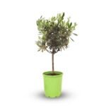 Olea op stam