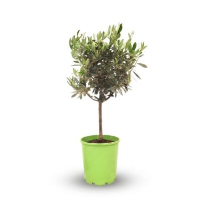 Olea op stam