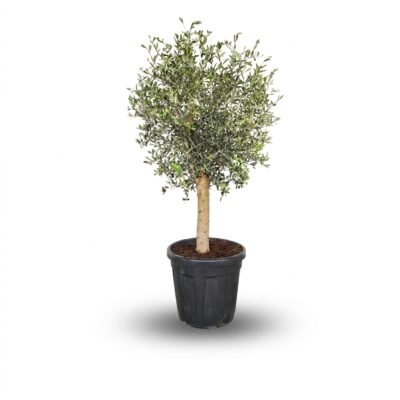 Olea op stam